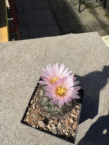 Coryphantha ramillosa